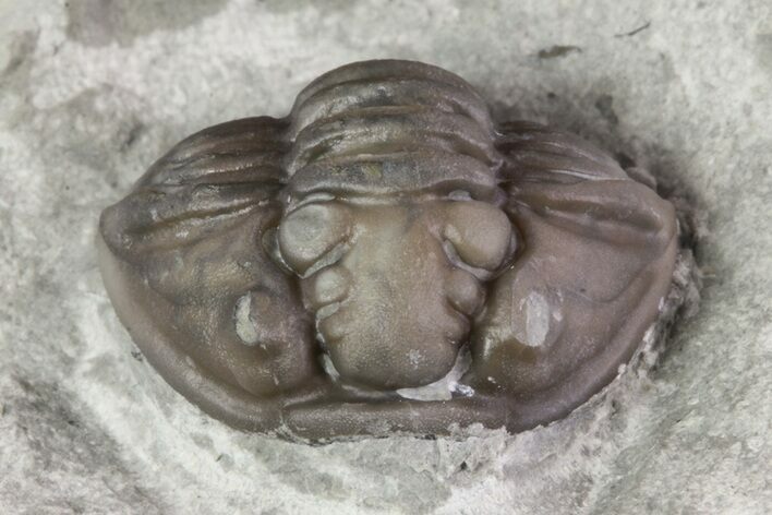 Wide, Enrolled Flexicalymene Trilobite In Shale - Ohio #67976